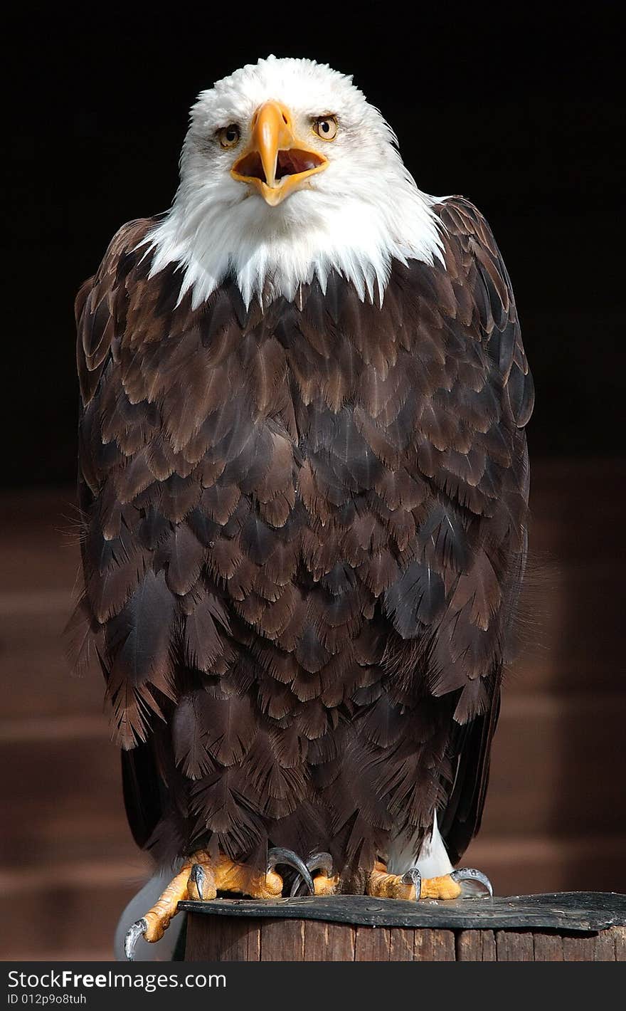 A hungry Whitehead-Eagle sitting on a tree. A hungry Whitehead-Eagle sitting on a tree