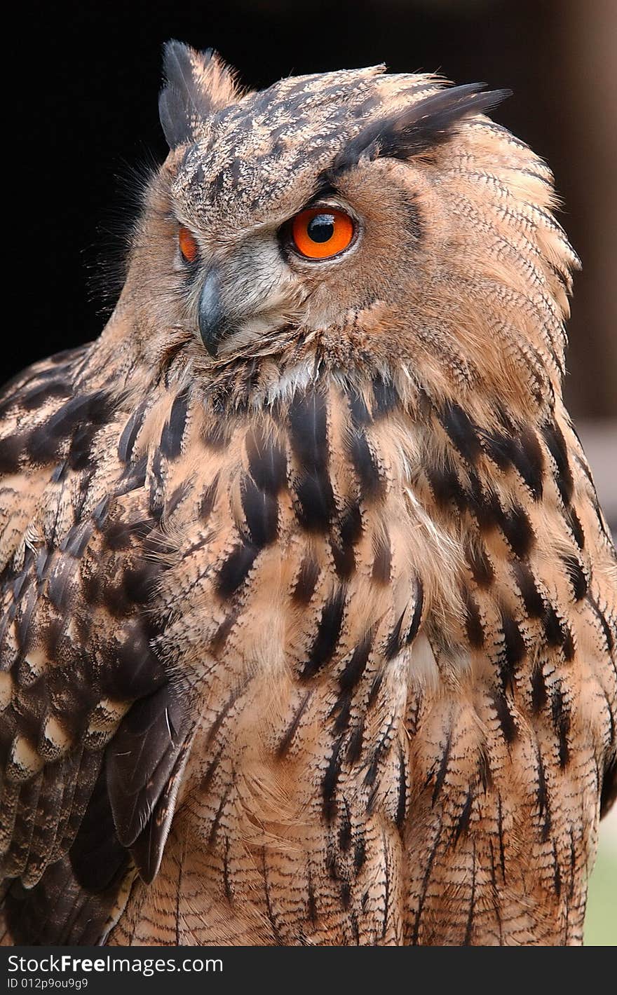 Eagle owl