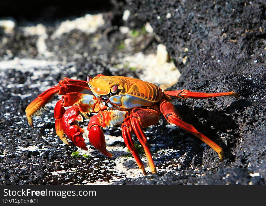 A Sally Lightfoot Crab on the volcanic rocks of the Galapagos Islands