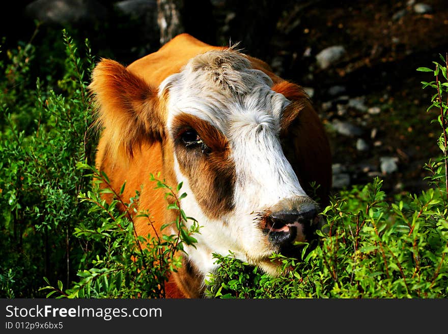 The cow  at the meadow of sinkiang china ..