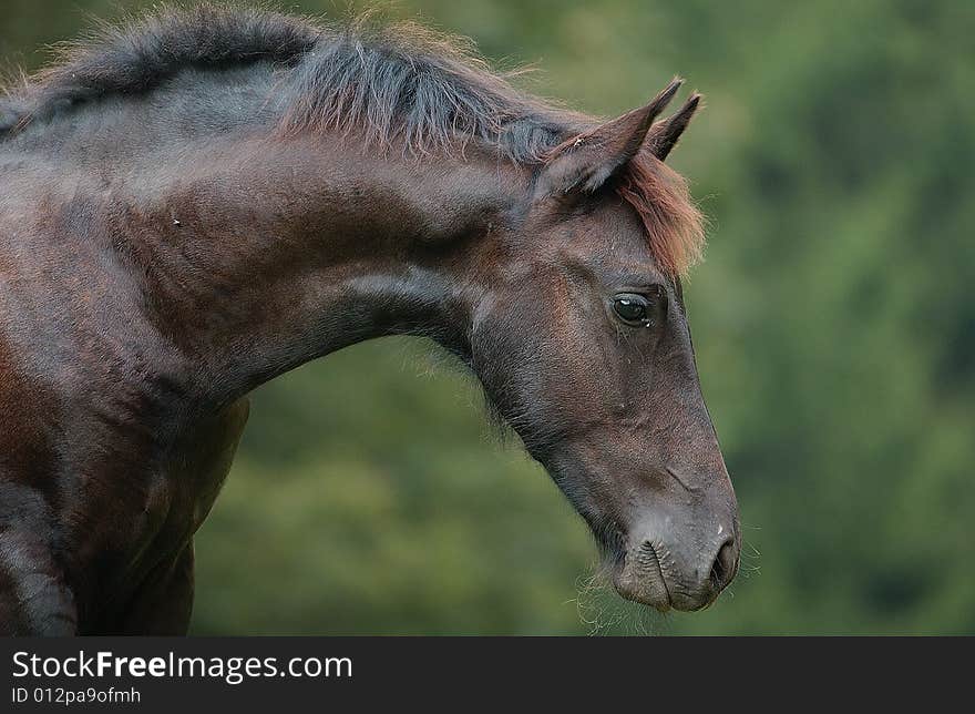 A portrait of friesish young stallion with a very nice expression. A portrait of friesish young stallion with a very nice expression