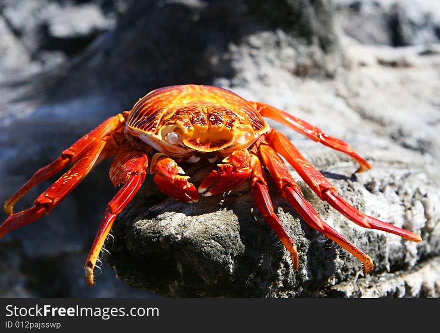 The remains of a Sally Lightfoot Crab. The remains of a Sally Lightfoot Crab