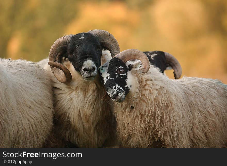 A Portrait of a scottish blackface herd