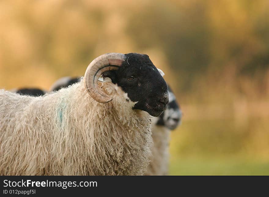 A  female sheep of herd of scottish blackface breeding. A  female sheep of herd of scottish blackface breeding