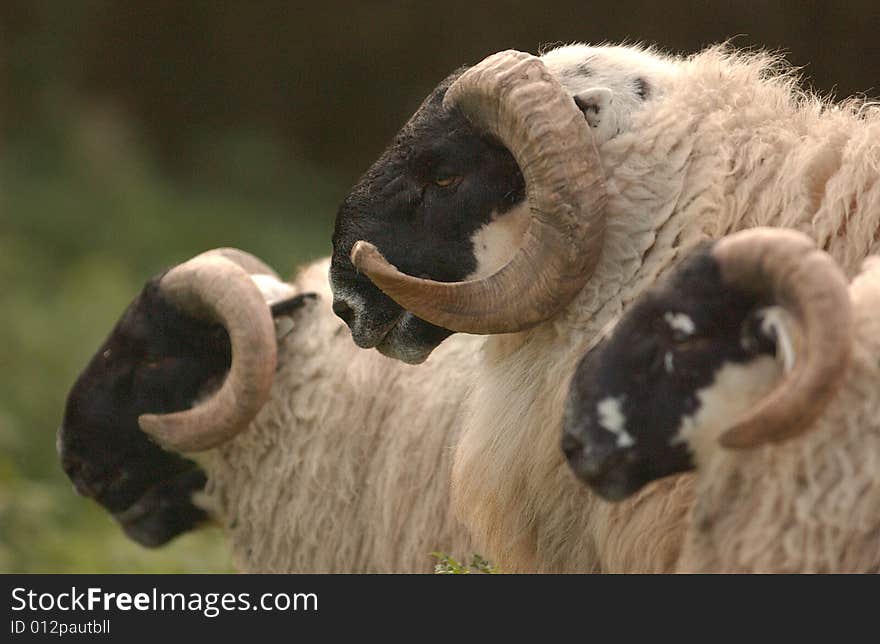 A Portrait of a scottish blackface herd