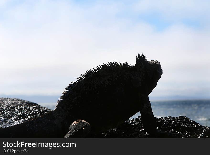 A Marine Iguana Silhouetted against an ocean backdrop