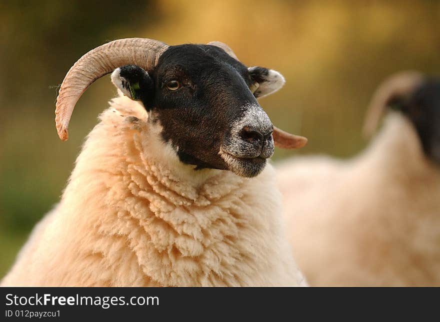 A herd of shepp scottish blackface breeding. A herd of shepp scottish blackface breeding