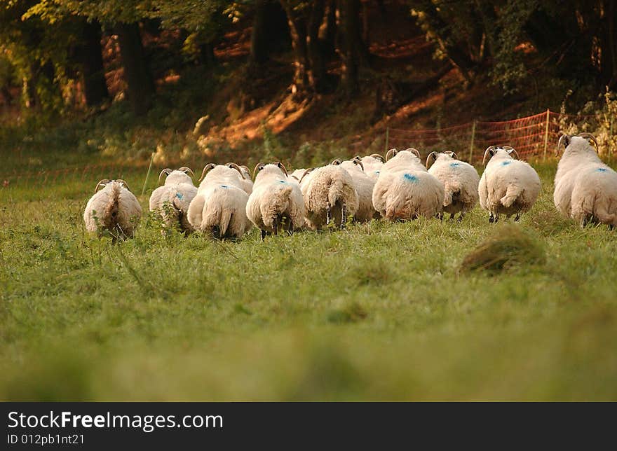 A herd of shepp scottish blackface breeding. A herd of shepp scottish blackface breeding