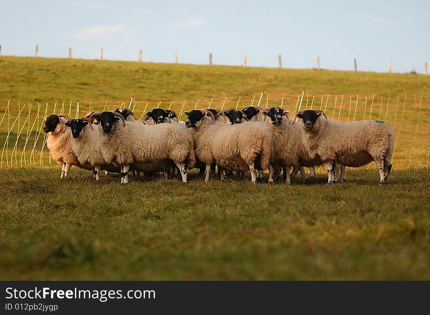 Sheep - Scottish Blackface