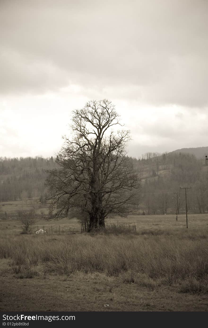 Landscape, two trees in mountain background