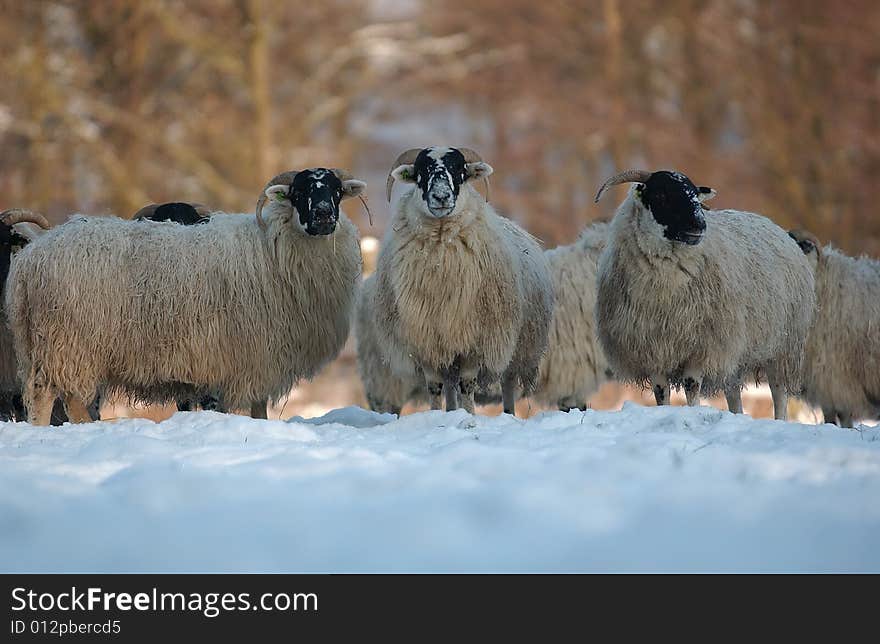 A Portrait of a scottish blackface herd. A Portrait of a scottish blackface herd