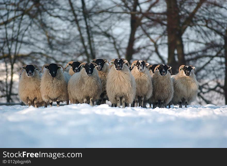 A Portrait of a scottish blackface herd