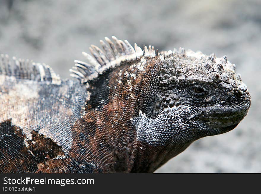 Close Up Marine Iguana showing great detail in the face and skin of the animal