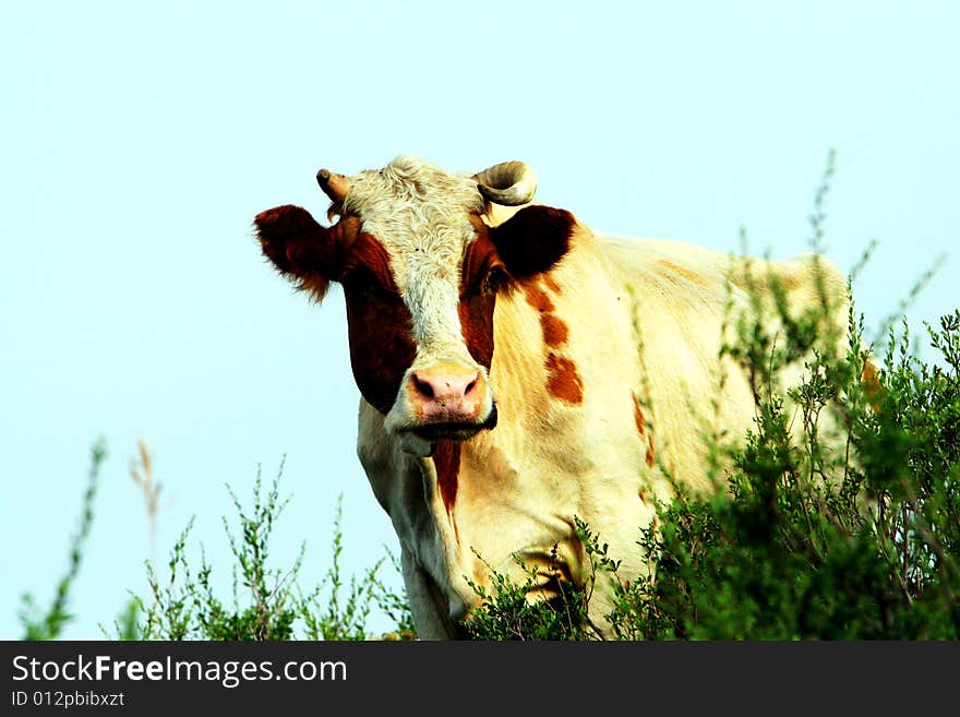 The cow  at the meadow of sinkiang china ..