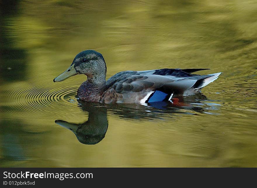 A young Duck in a really nice lake