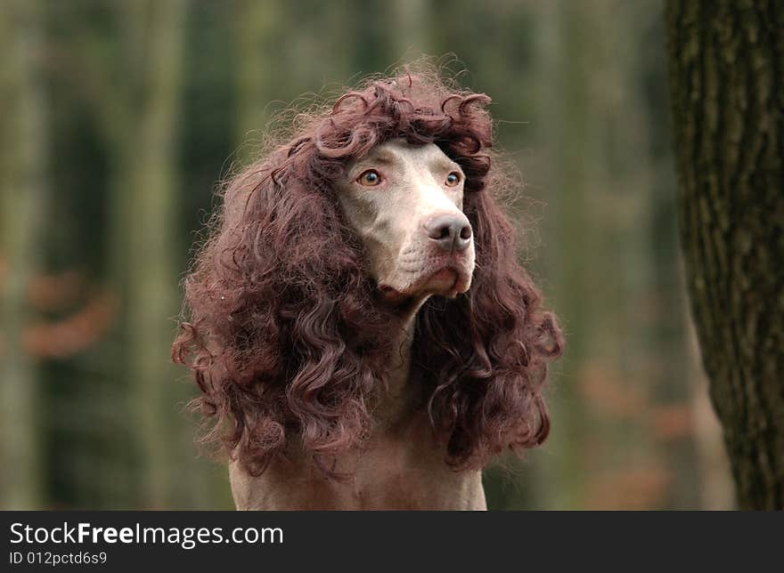 A crazy picture of a Weimaraner female. A crazy picture of a Weimaraner female