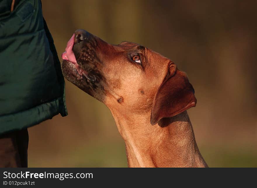 Rhodesian Ridgeback