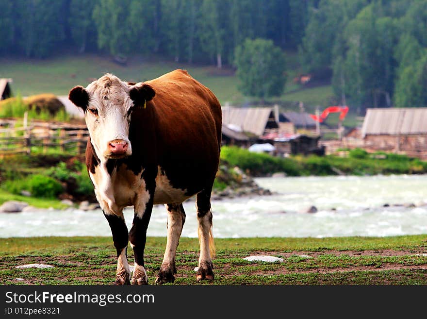 The cow  at the meadow of sinkiang china ..