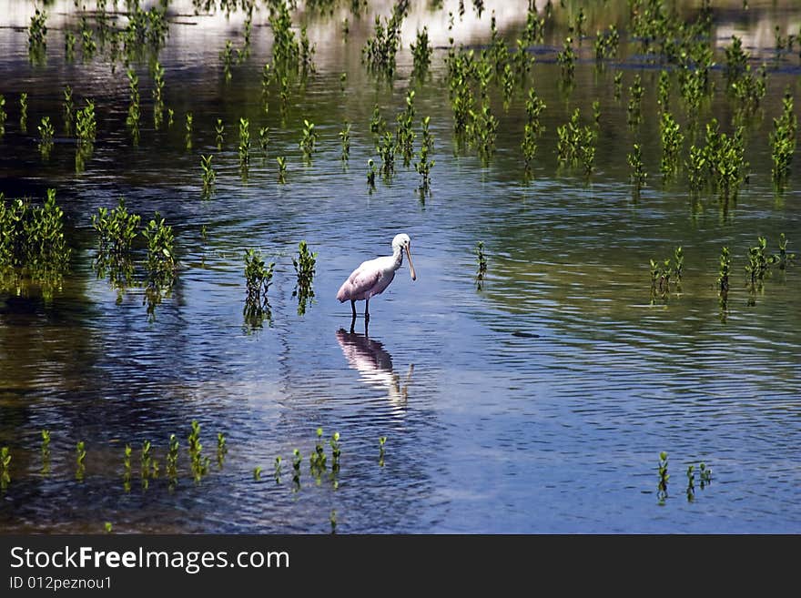 Florida Spoonbill Crane looking for dinner.