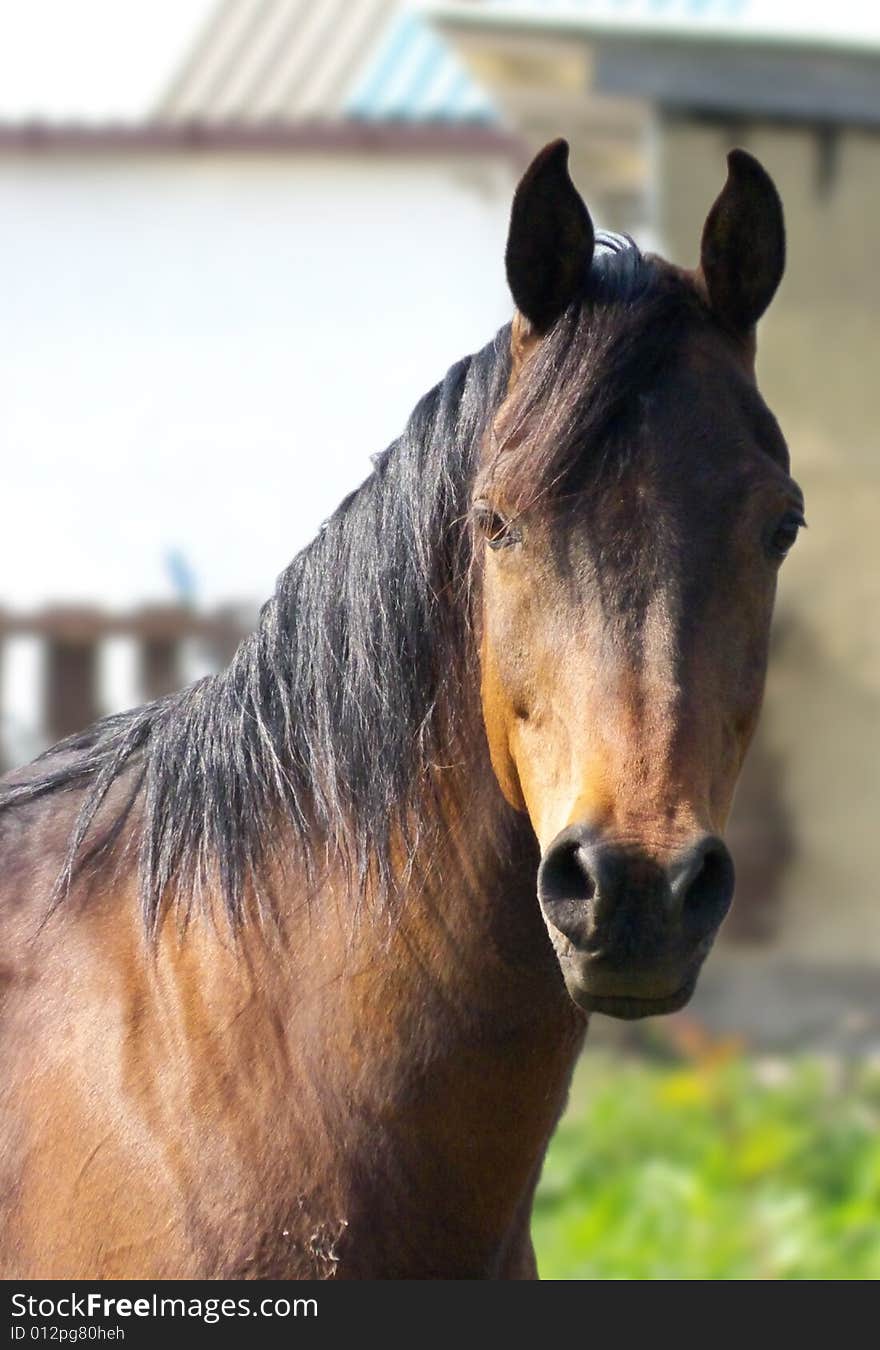 Horse looking directly at the camera. Horse looking directly at the camera