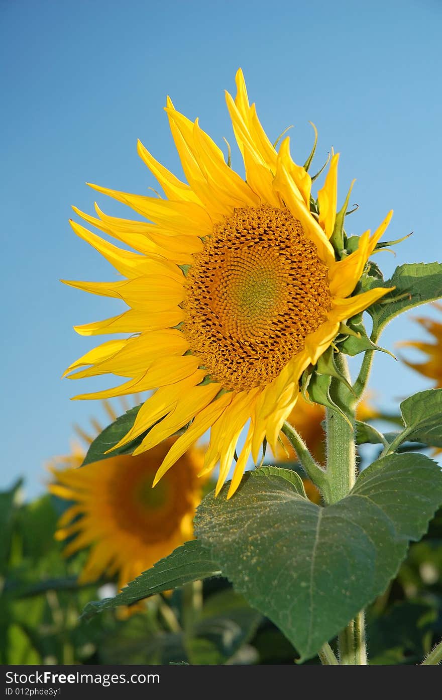 Sunflower