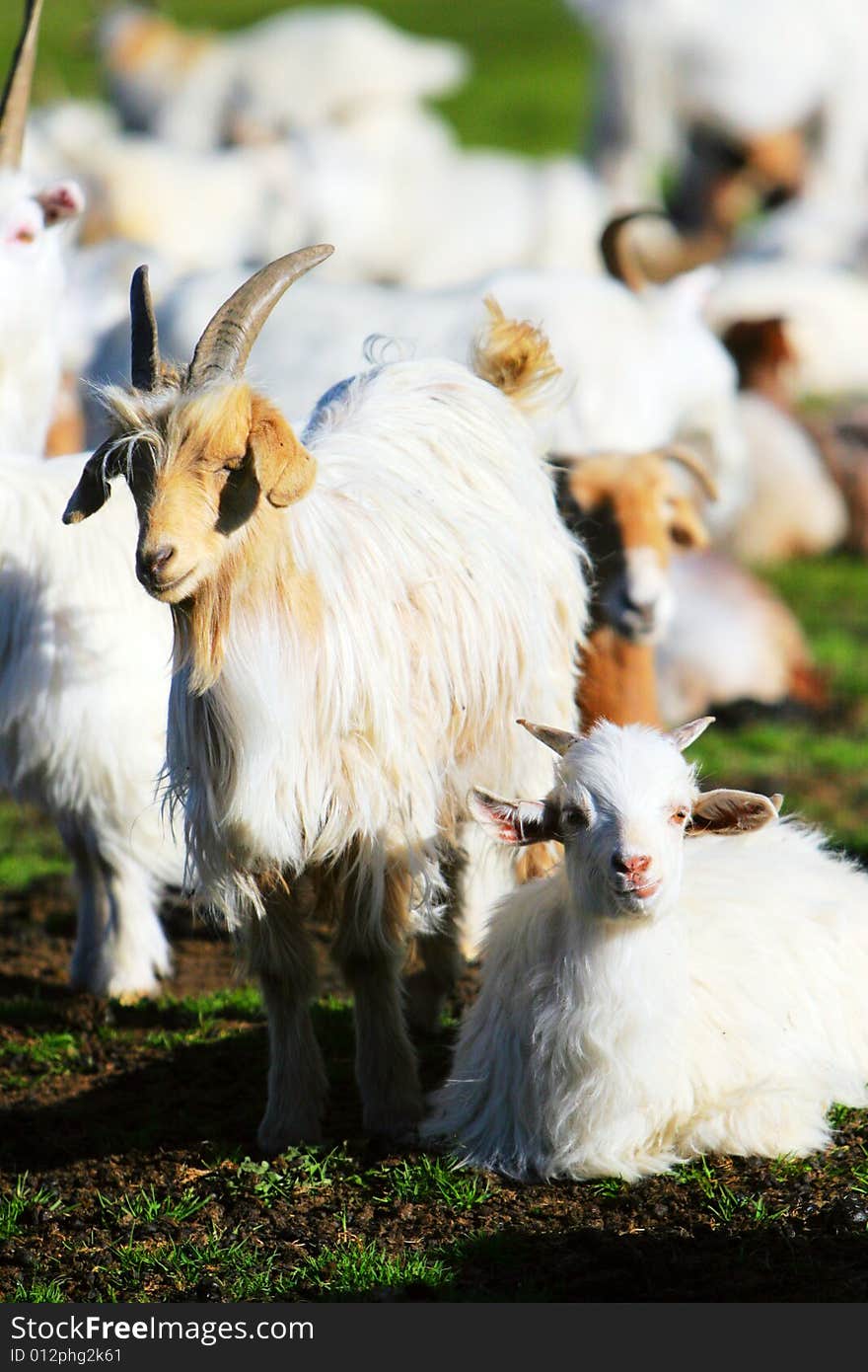 The sheep at the meadow of sinkiang china ..