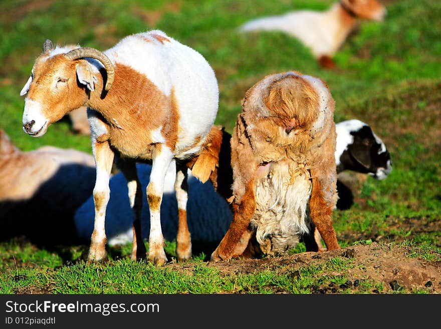 The sheep at the meadow of sinkiang china ..