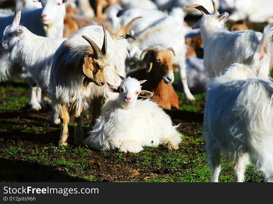 The sheep at the meadow of sinkiang china ..