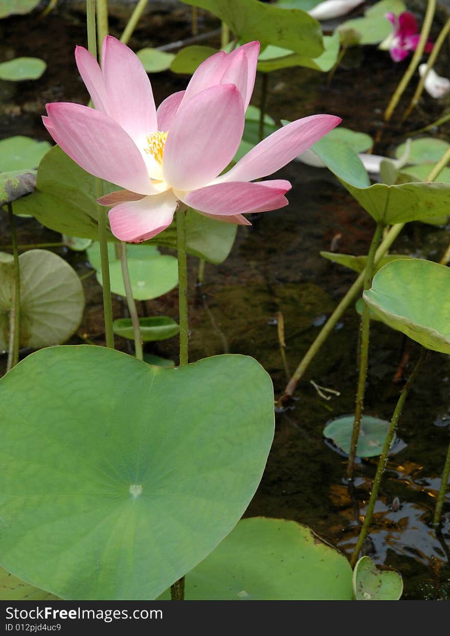 Beautiful wild lotus in swamp