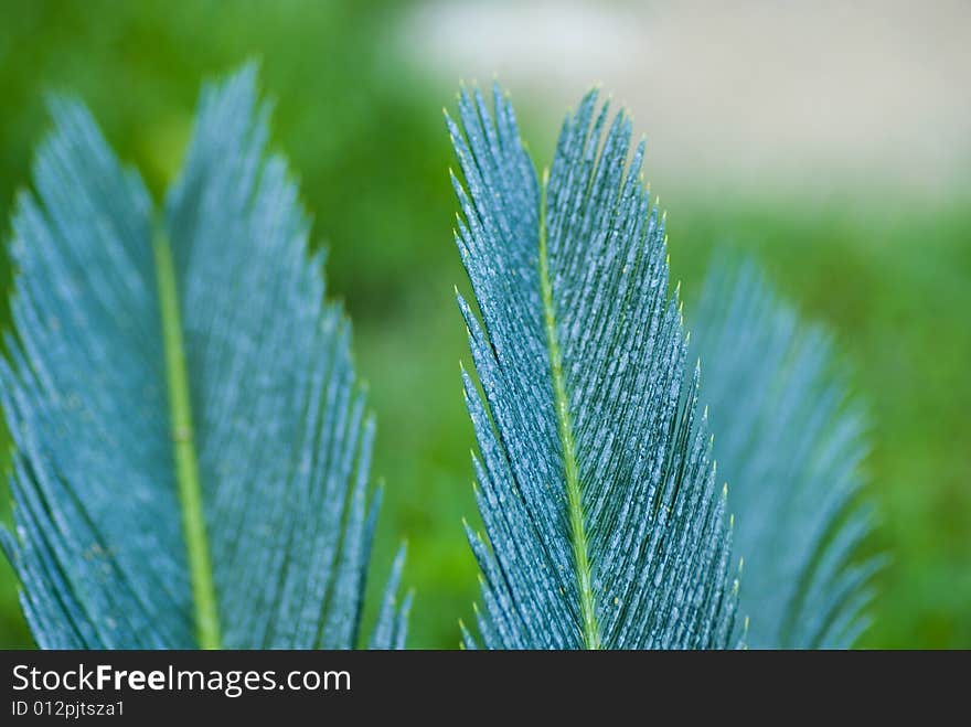 Close up of a leaf. Close up of a leaf.