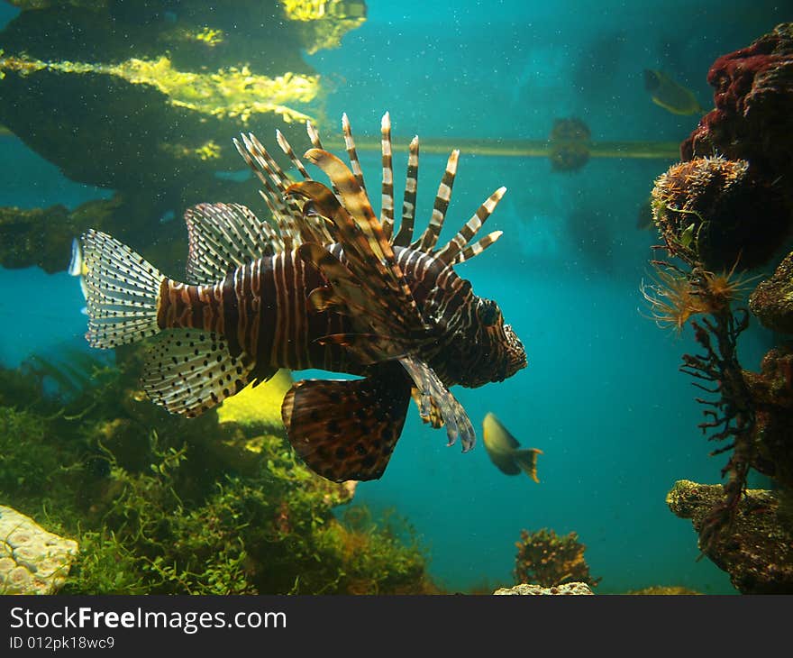 Beautiful fish in the aquarium. Beautiful fish in the aquarium