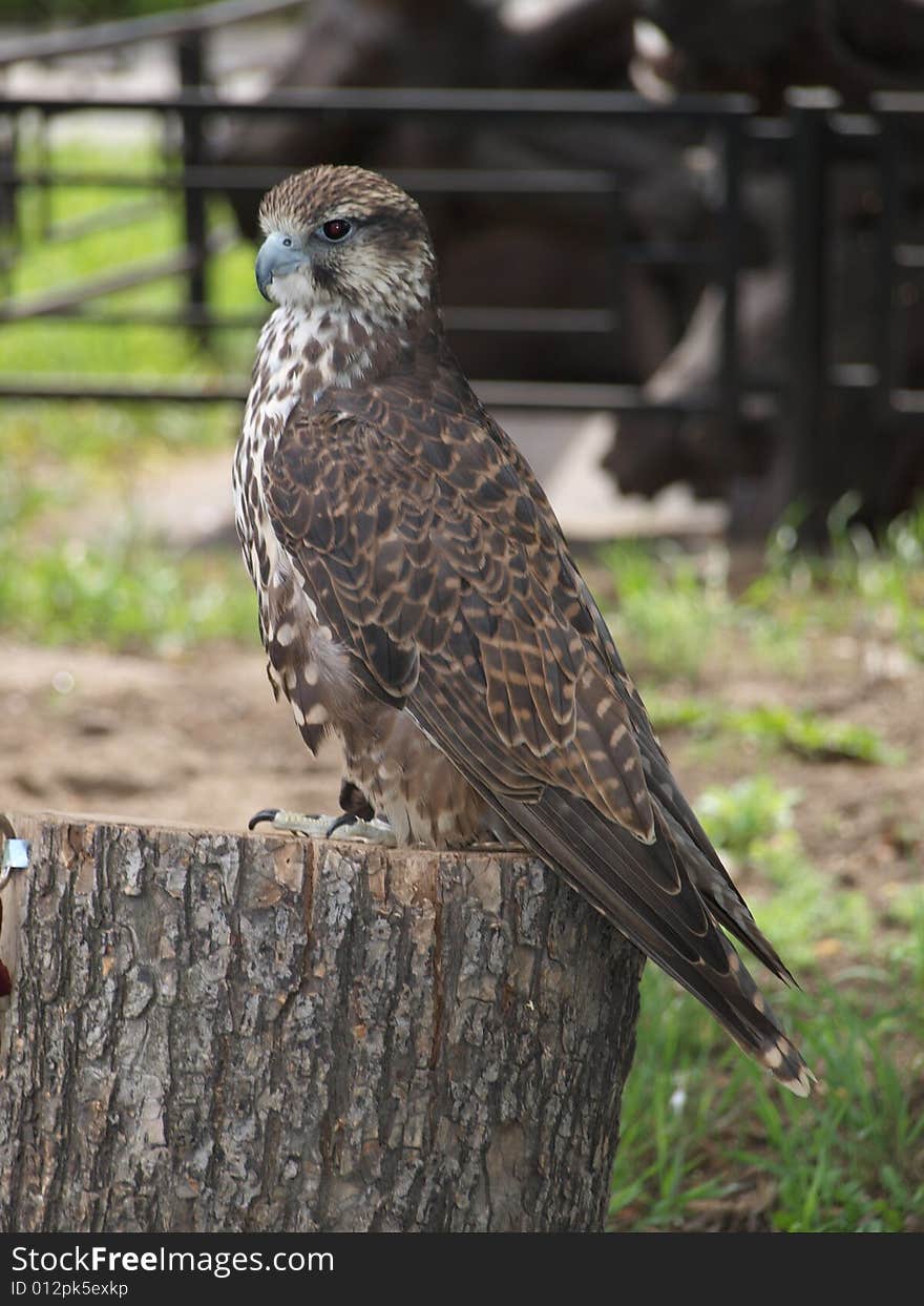 Bird of prey in the park. Bird of prey in the park