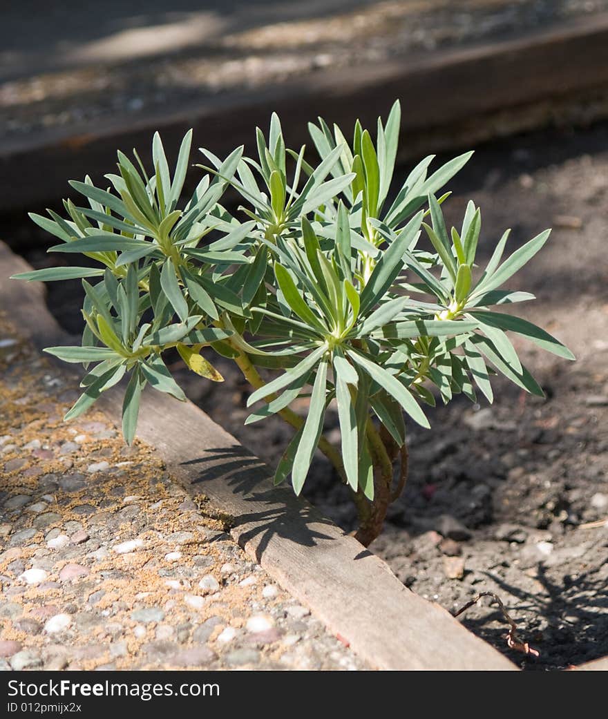 New sapling, growing from the concrete and hard dirt. New sapling, growing from the concrete and hard dirt.