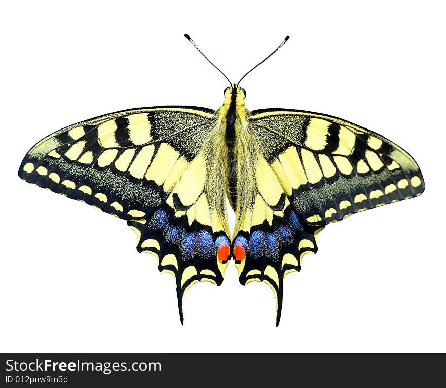 Beautiful butterfly on the white background