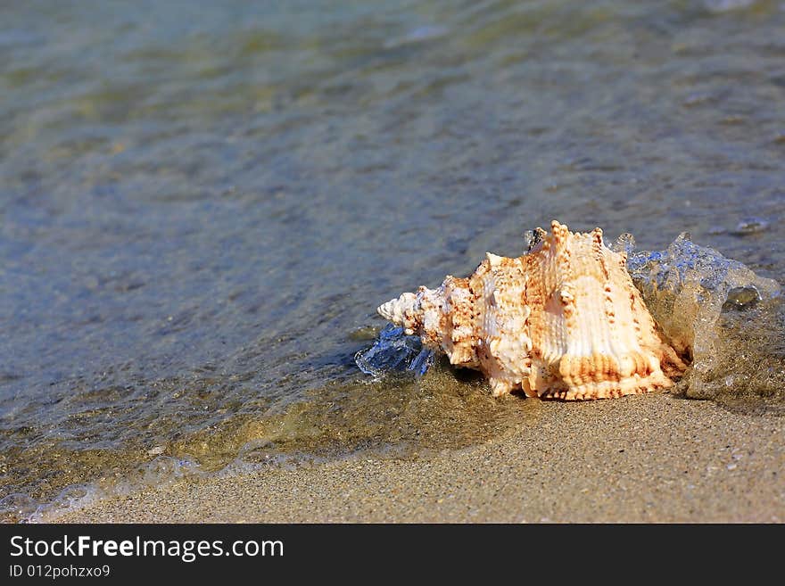 colorful seashell at the seashore