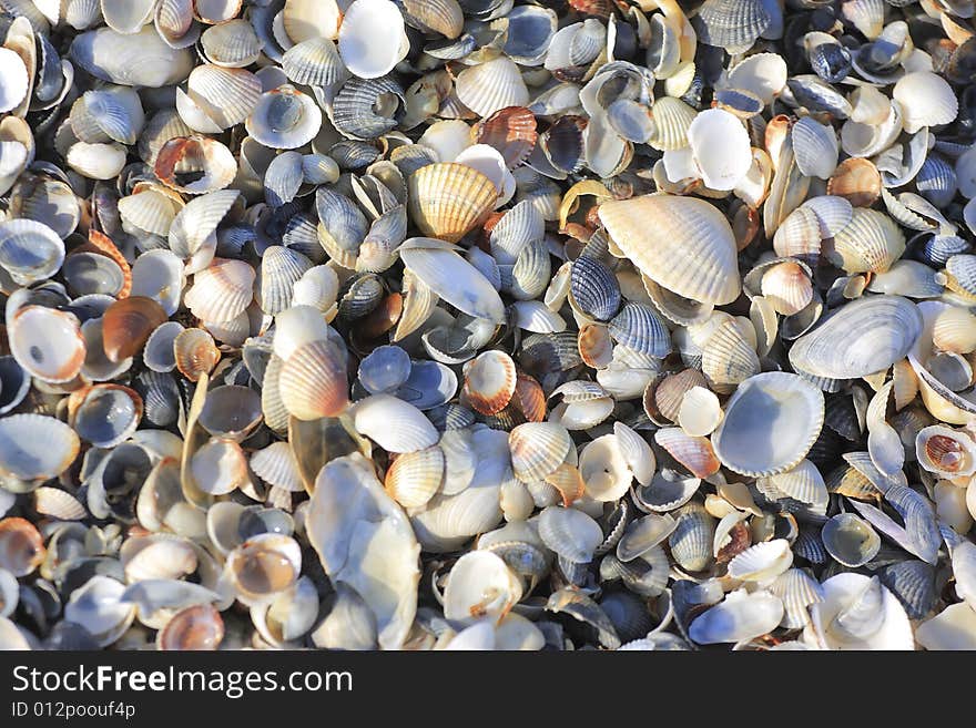 Colorful beach shell for background. Colorful beach shell for background