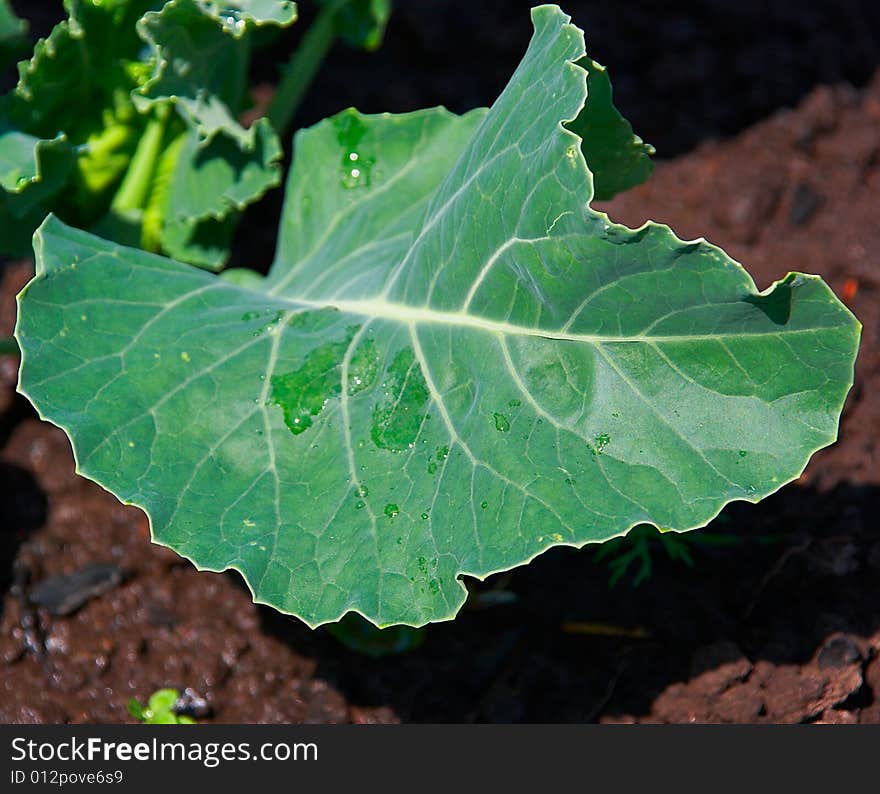 Cabbage in a kitchen garden