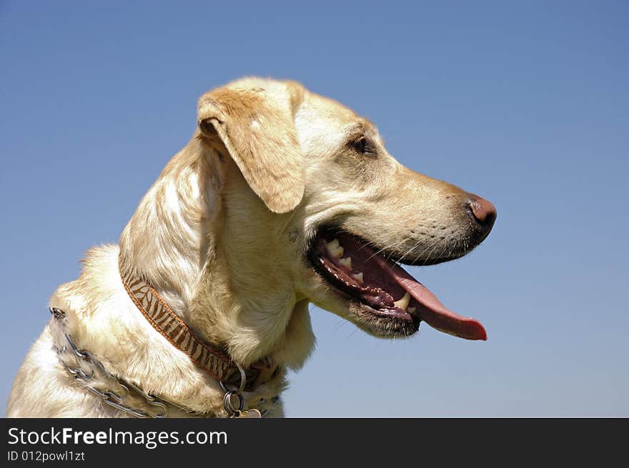 A female White Labrador dog looking attentively to the side against a blue sky