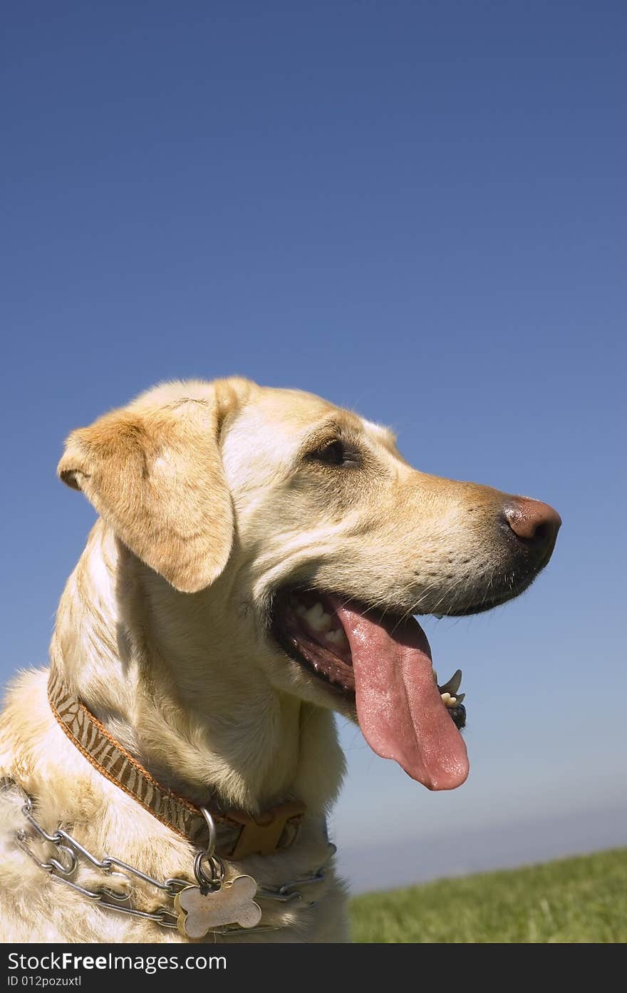 A female White Labrador dog looking quizzically as it lays down isolated on black