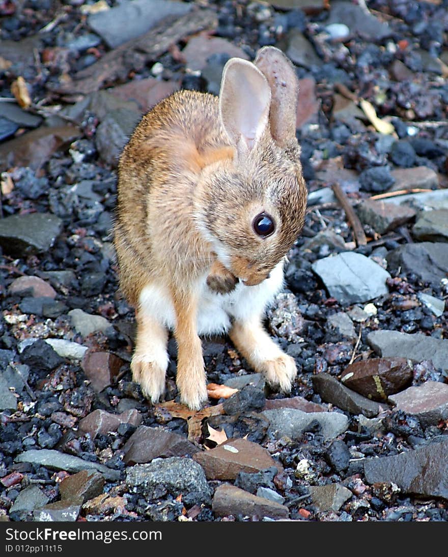 Eastern Cottontail Rabbit aka Sylvilagus floridanus