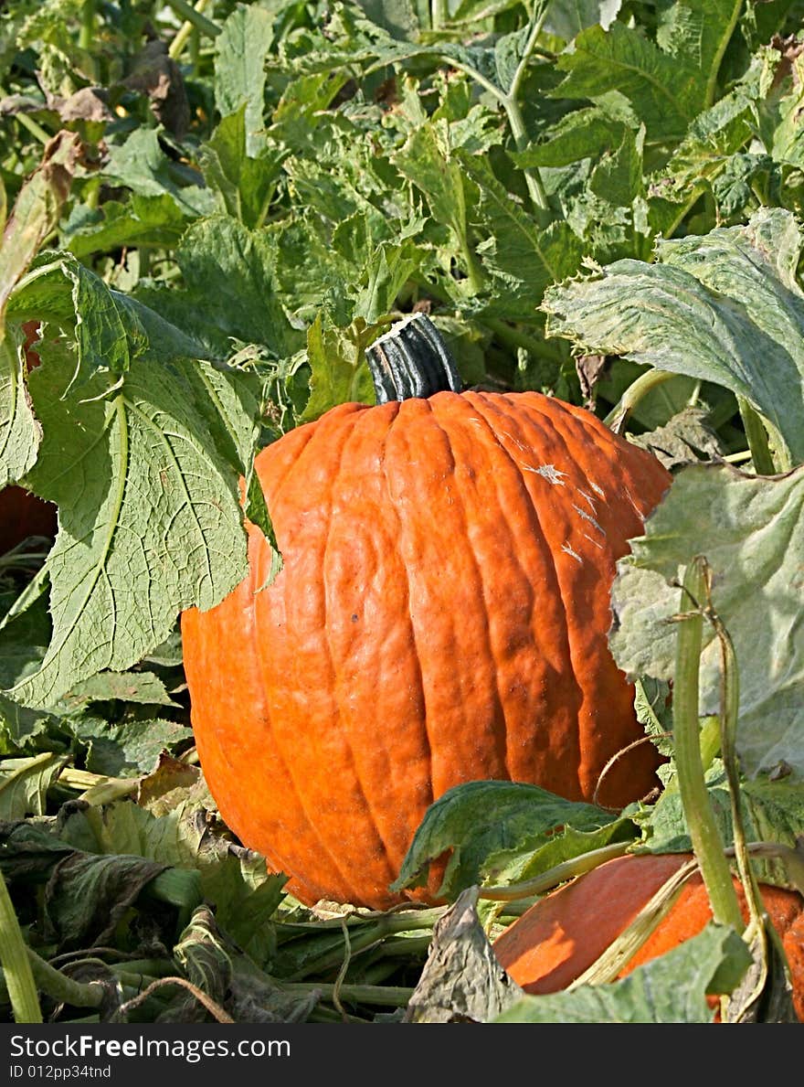 Great Pumpkin