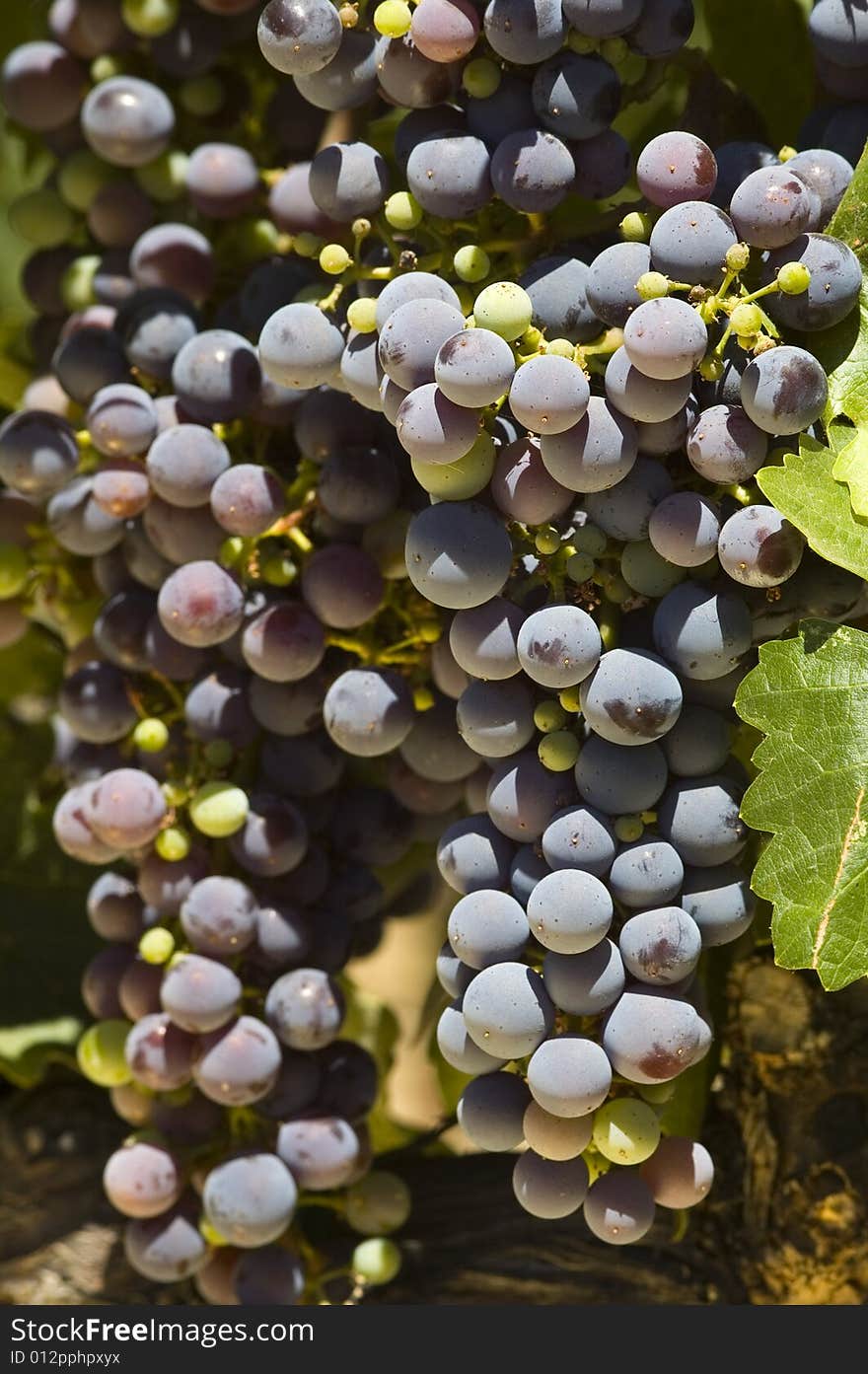 Ripening red grapes on the vine in a vineyard in Napa Valley, California. Ripening red grapes on the vine in a vineyard in Napa Valley, California