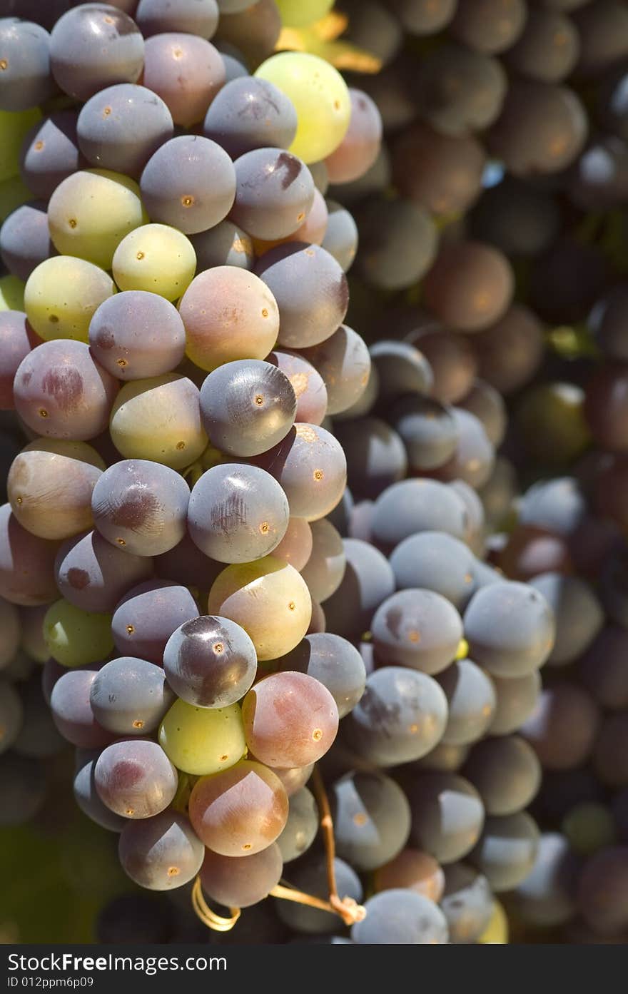 Ripening red grapes on the vine in a vineyard in Napa Valley, California. Ripening red grapes on the vine in a vineyard in Napa Valley, California