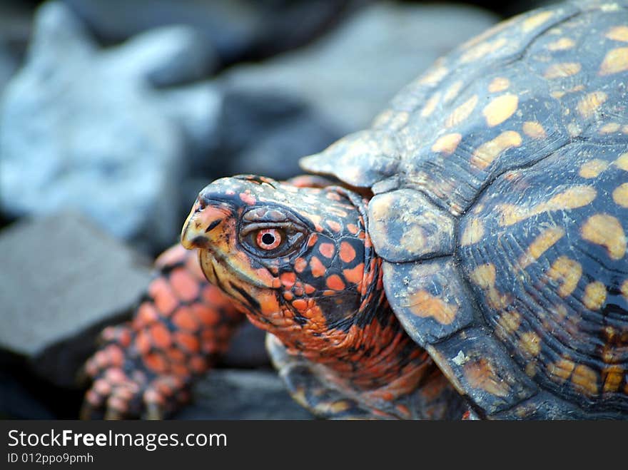 Terrapene Box Turtle poking its head out of its shell