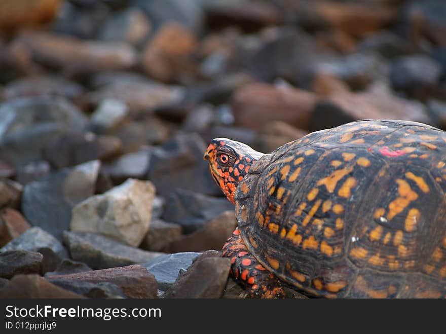 Terrapene Box Turtle poking its head out of its shell