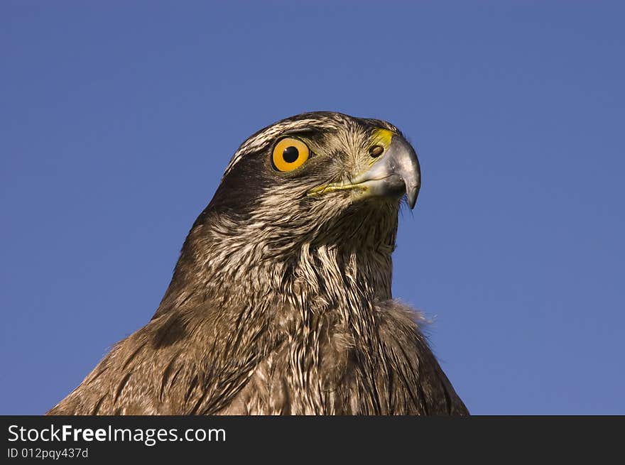 Northern Goshawk closeup in a blue sky