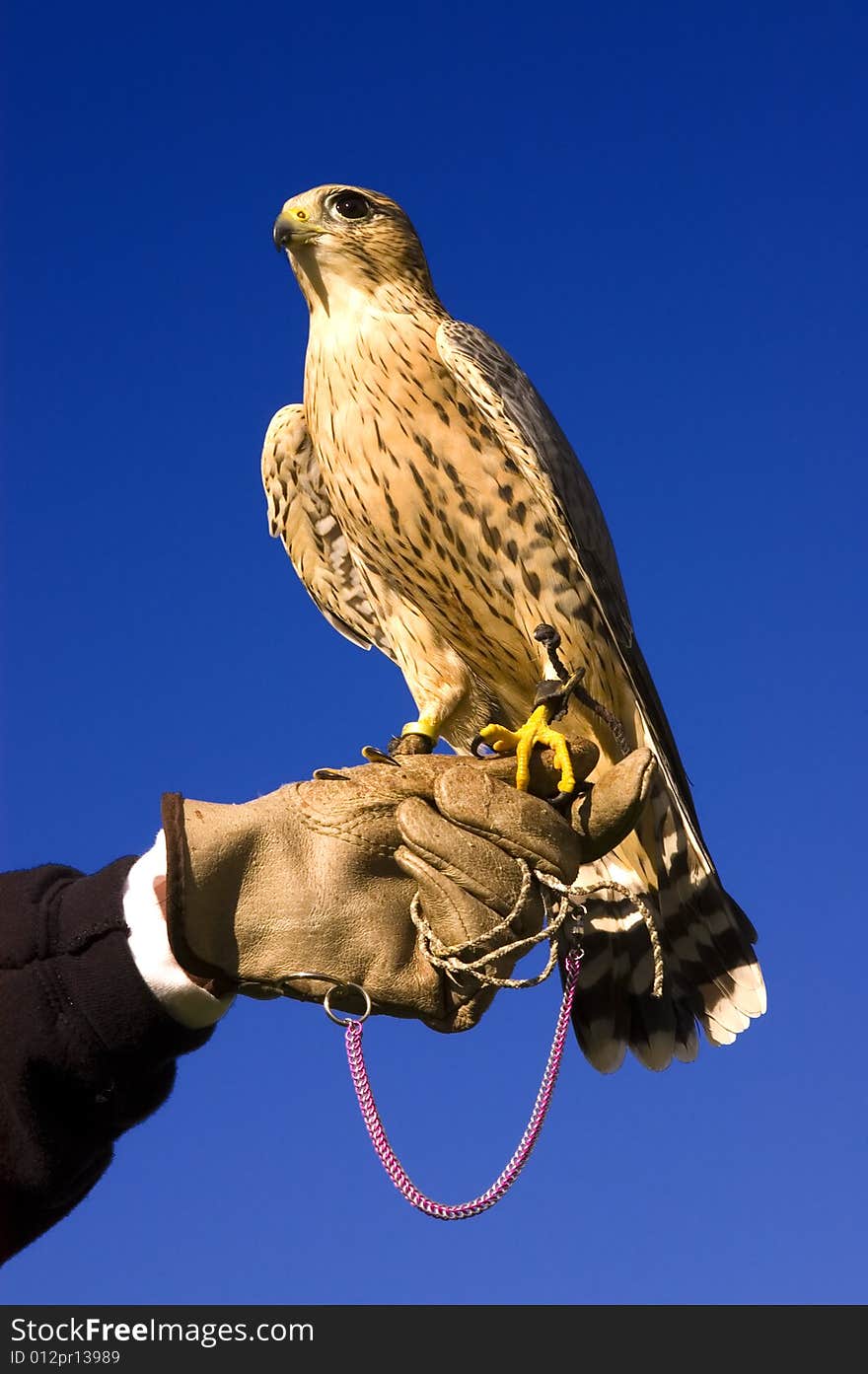 Falconer with Peregrine Falcon crossbred with a Prarie Falcon and Gyrfalcon mix sitting on gloved hand of handler. Falconer with Peregrine Falcon crossbred with a Prarie Falcon and Gyrfalcon mix sitting on gloved hand of handler