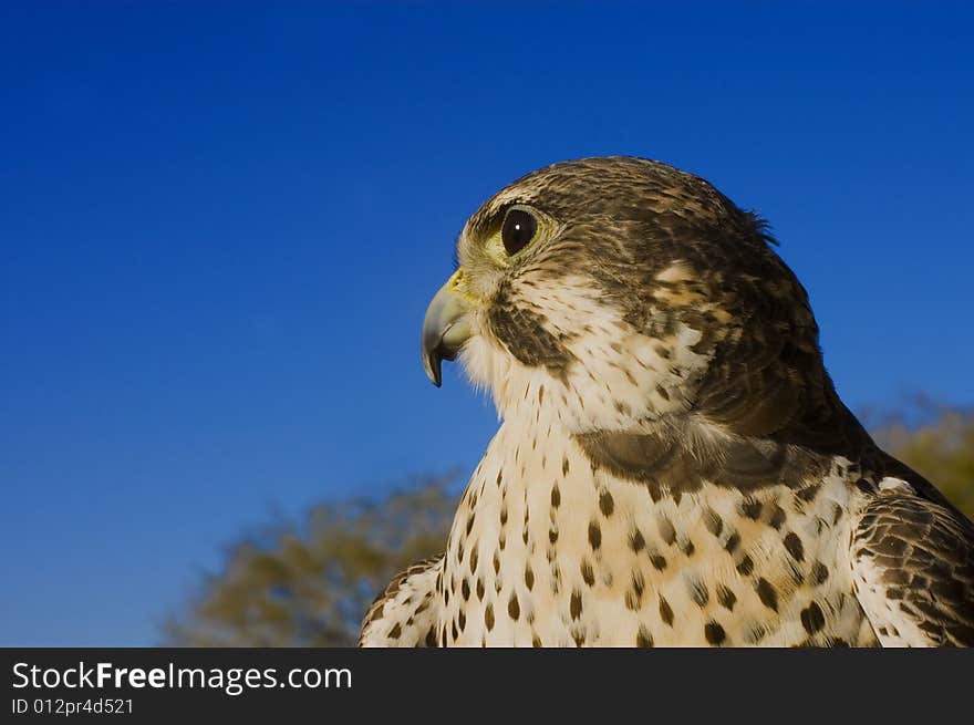 Peregrine Falcon