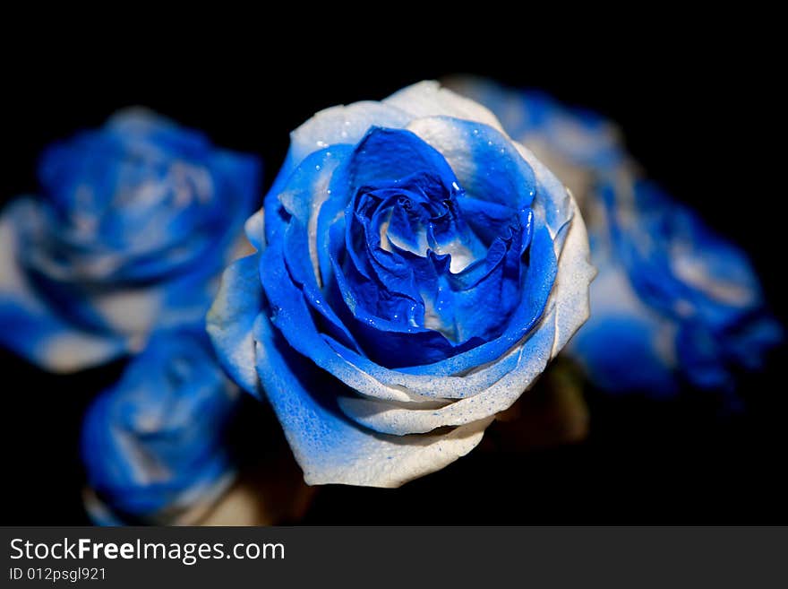 A beautiful bouquet of blue roses, with one of top