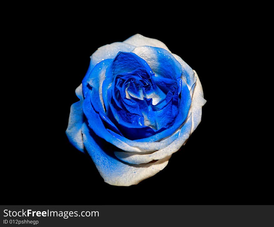 A single unusual blue rose. A single unusual blue rose